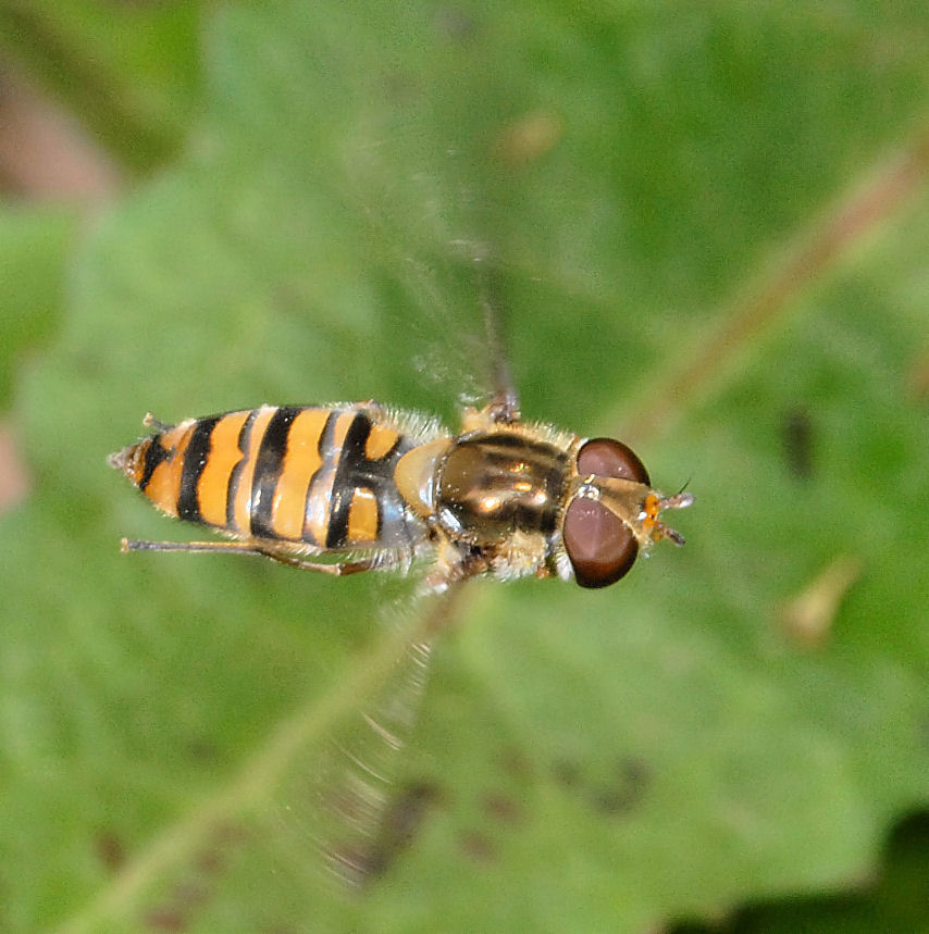 Sirfidi in volo e altre meraviglie!